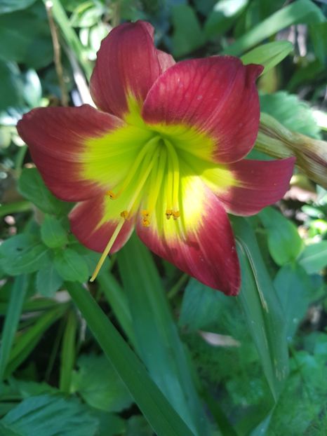  - Hemerocallis