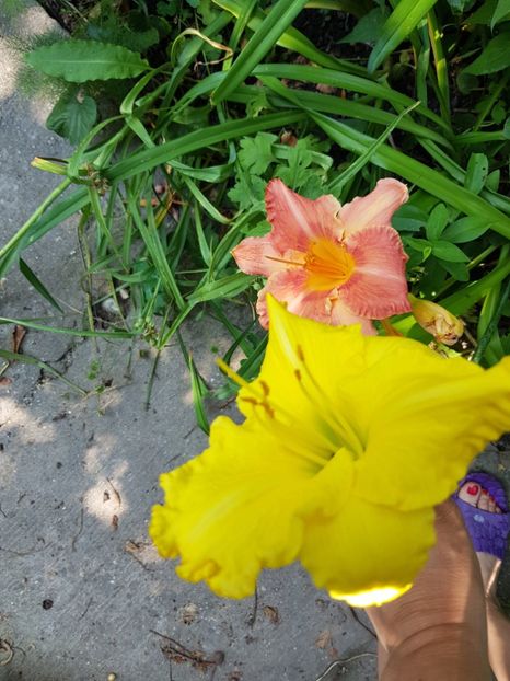  - Hemerocallis