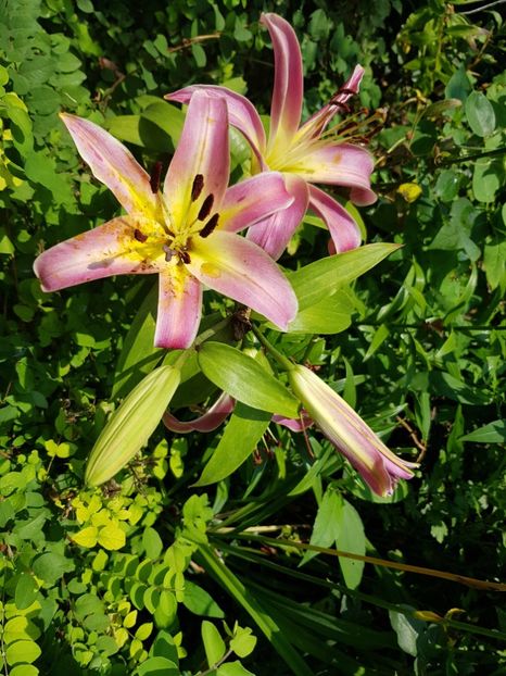  - Hemerocallis