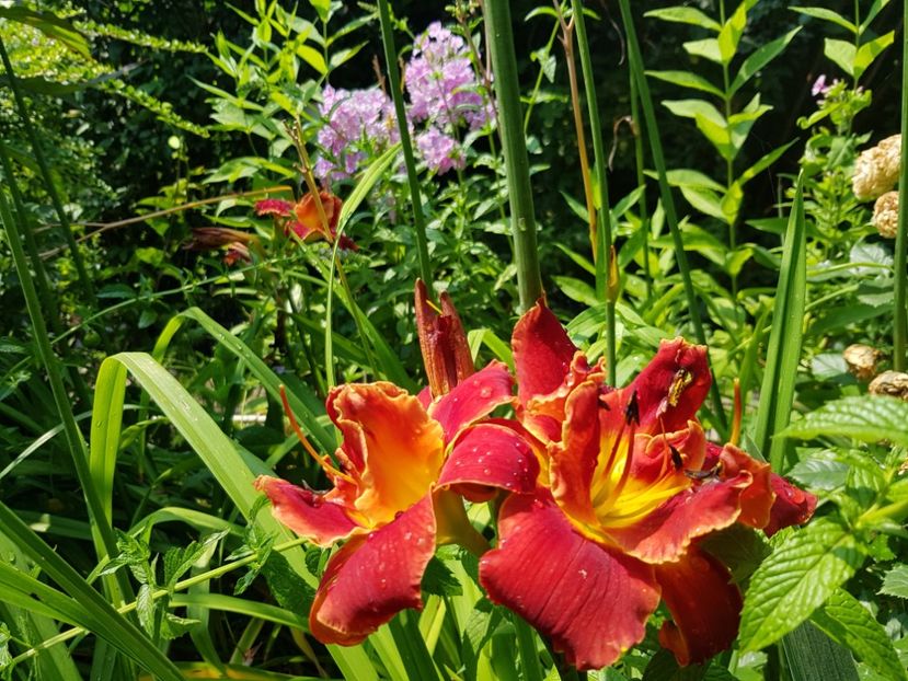  - Hemerocallis