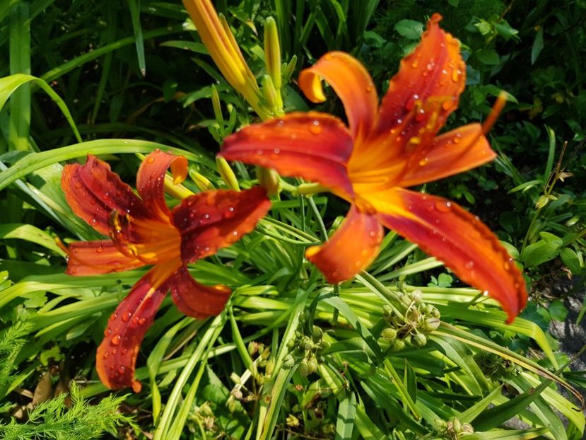  - Hemerocallis
