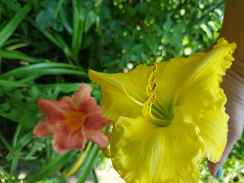  - Hemerocallis