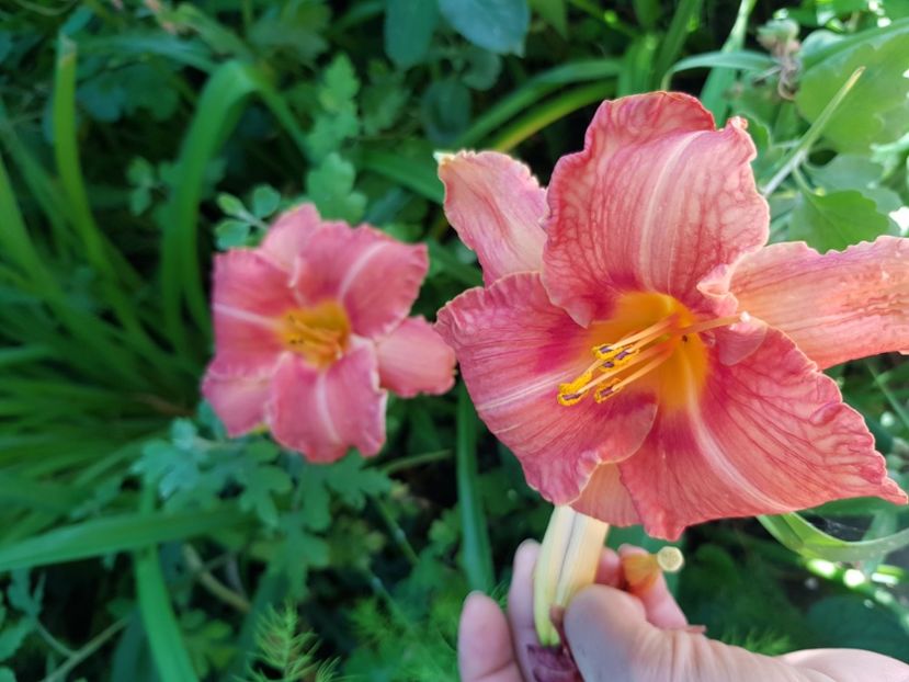  - Hemerocallis
