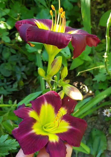  - Hemerocallis