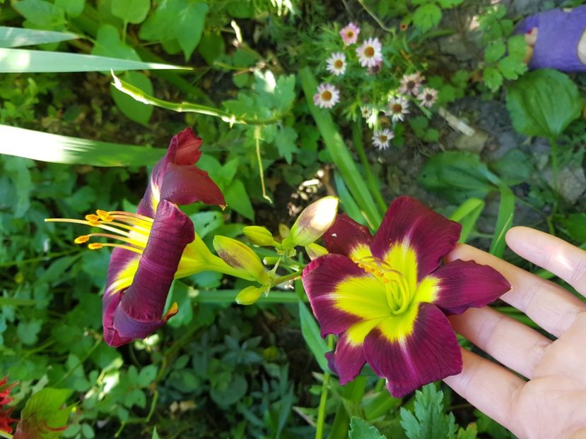  - Hemerocallis