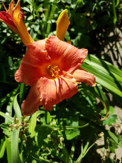  - Hemerocallis