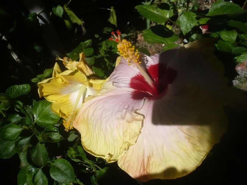P1450766 - HIBISCUSI 2020-3