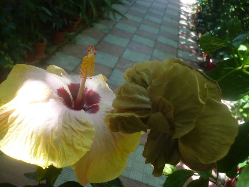 P1450768 - HIBISCUSI 2020-3