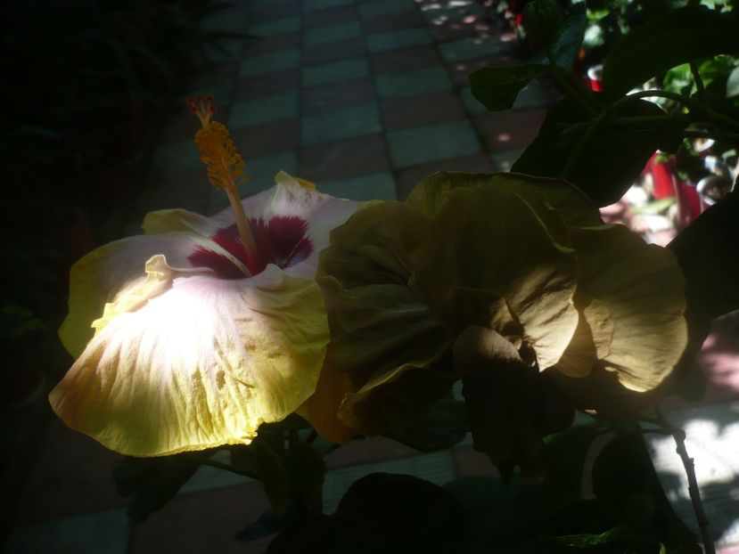 P1450769 - HIBISCUSI 2020-3