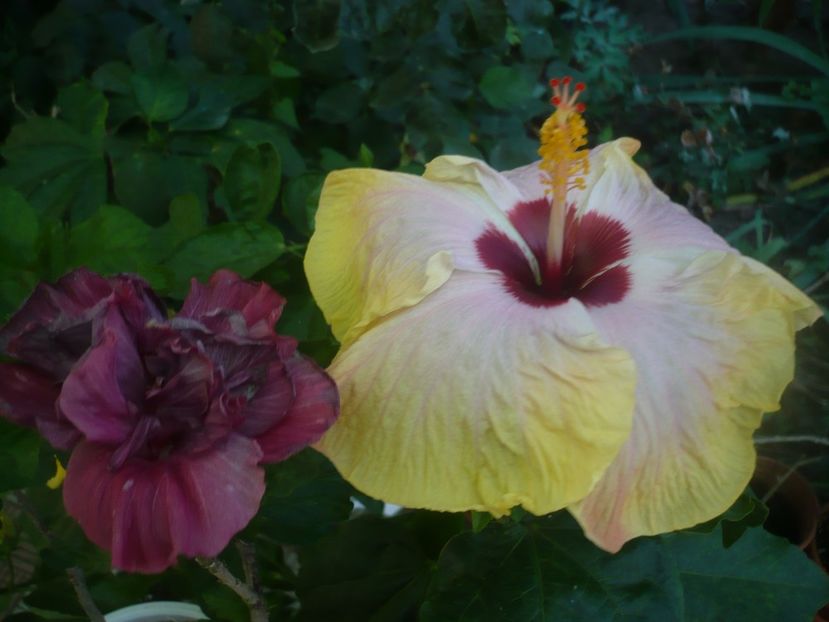 P1450774 - HIBISCUSI 2020-3