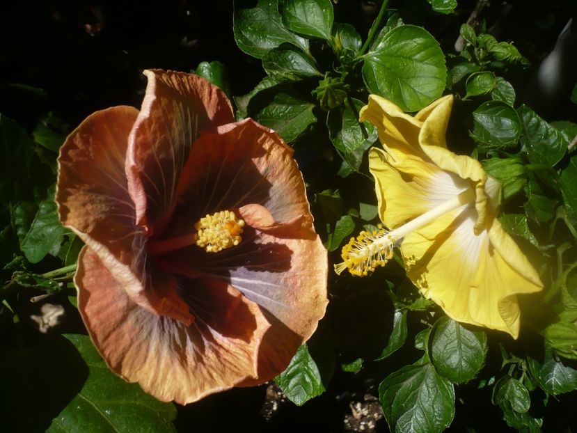 P1450775 - HIBISCUSI 2020-3