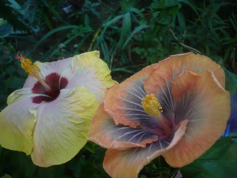 P1450780 - HIBISCUSI 2020-3