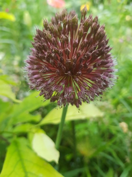  - Allium