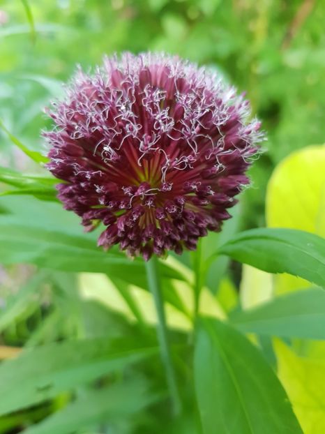  - Allium