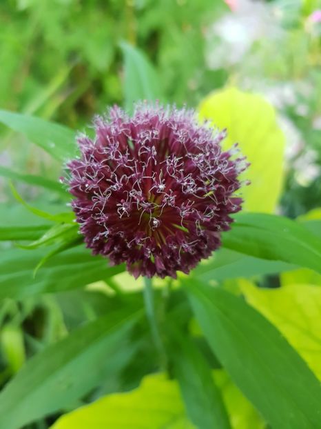  - Allium