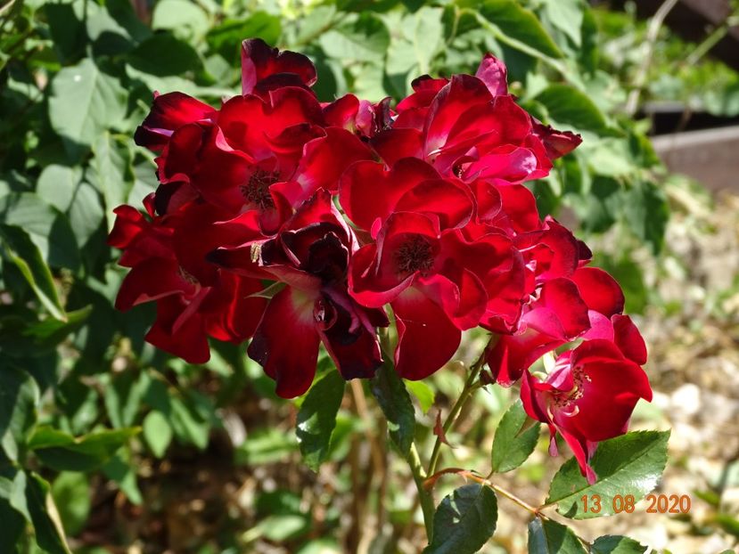  - Trandafiri 4