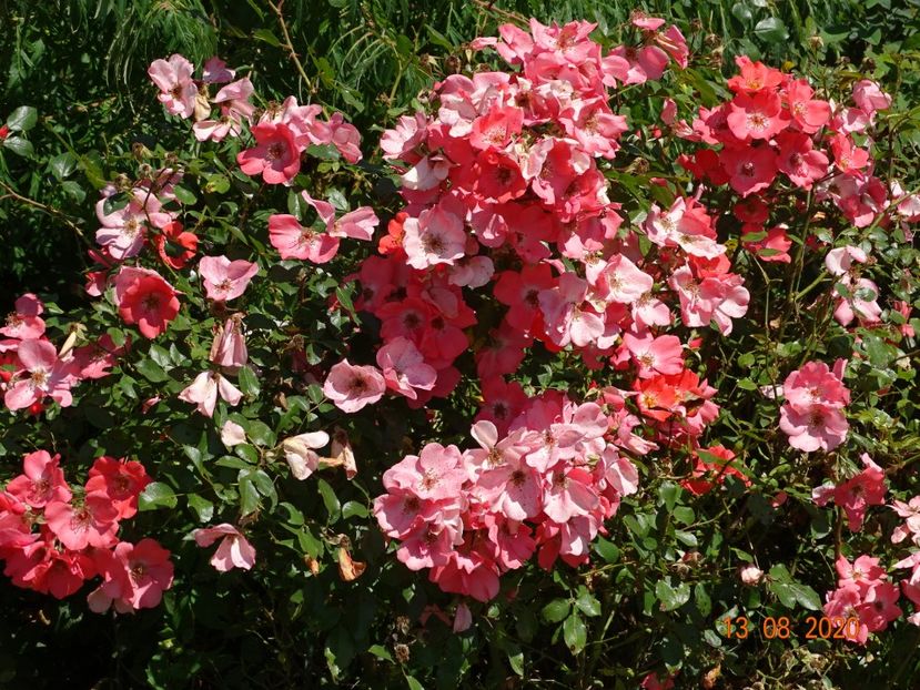  - Trandafiri 4