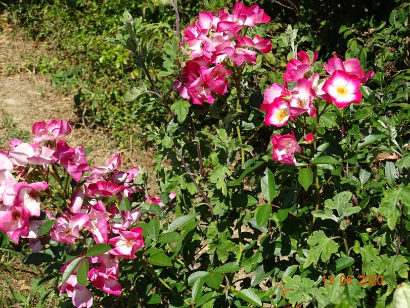  - Trandafiri 4