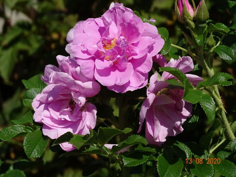  - Trandafiri 4