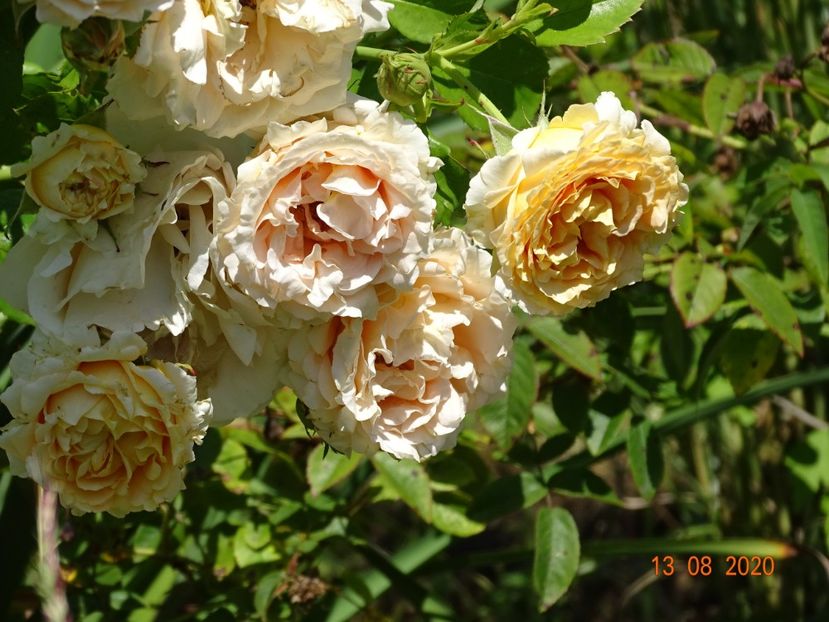  - Trandafiri 4