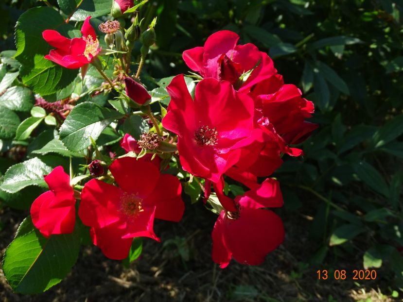  - Trandafiri 4