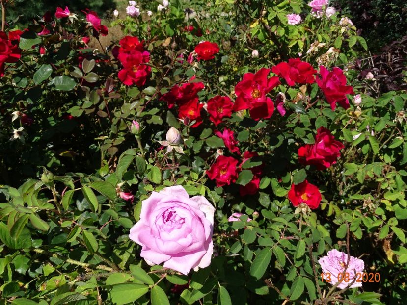  - Trandafiri 4