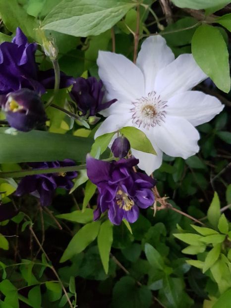  - Clematis