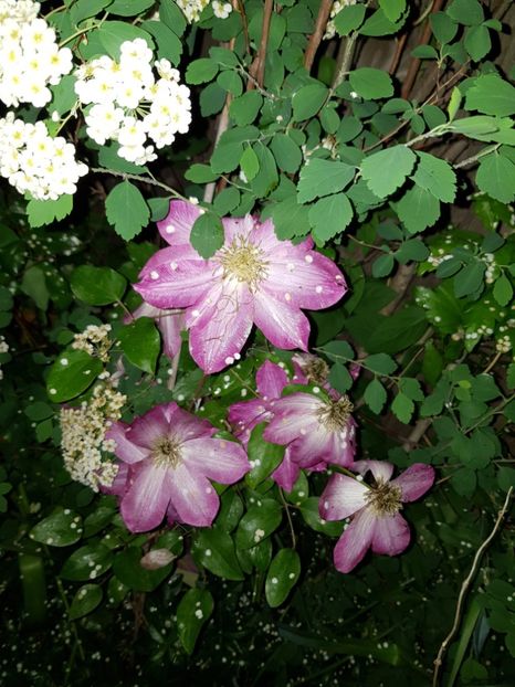  - Clematis