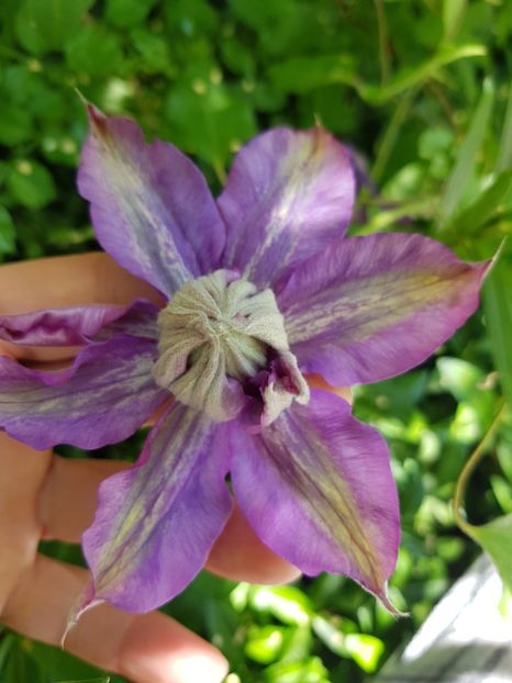  - Clematis