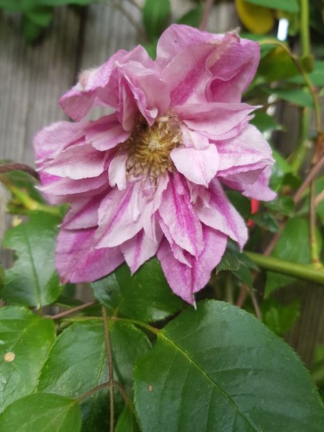  - Clematis