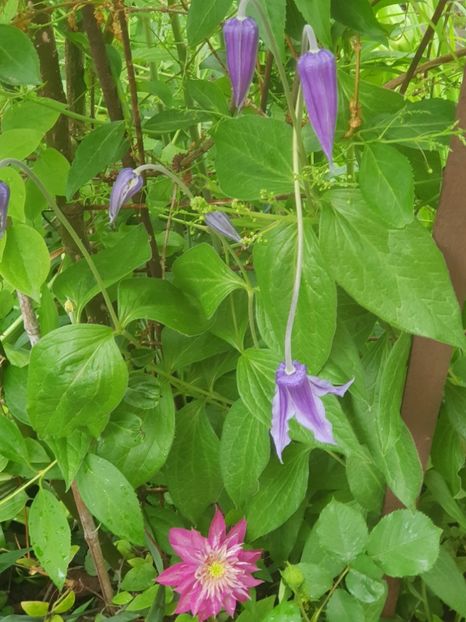  - Clematis