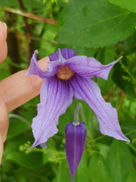  - Clematis