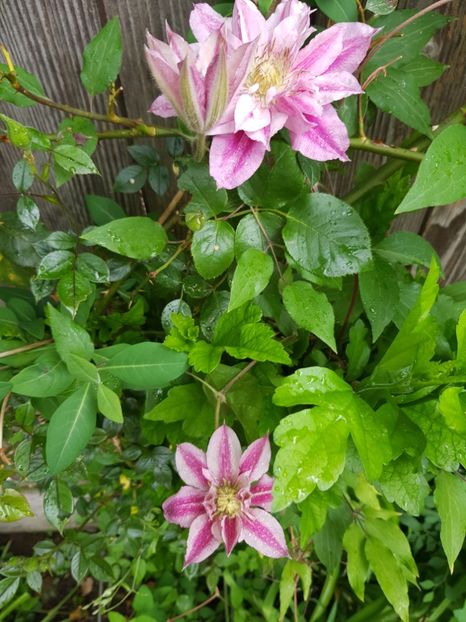  - Clematis