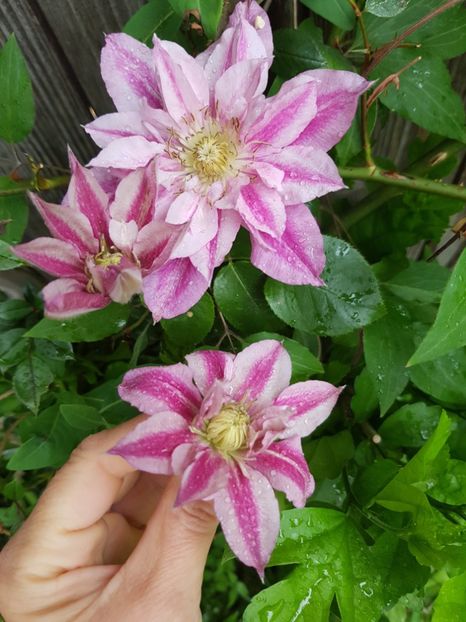  - Clematis