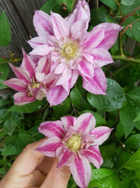  - Clematis