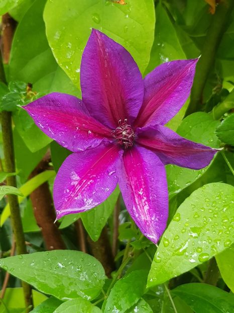  - Clematis