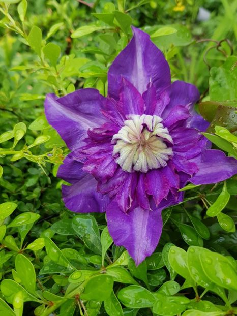  - Clematis