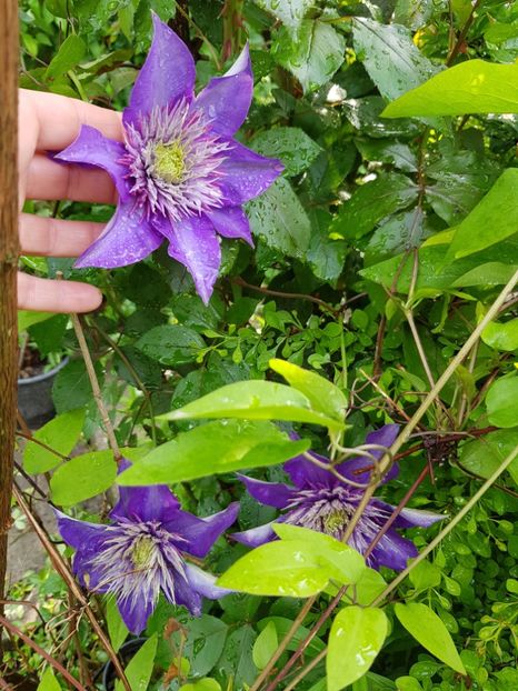  - Clematis