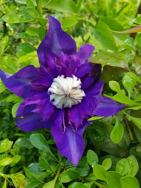  - Clematis