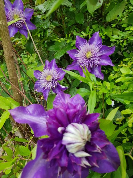  - Clematis