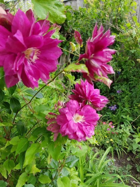  - Clematis