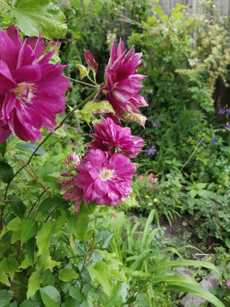  - Clematis