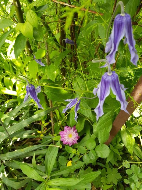  - Clematis