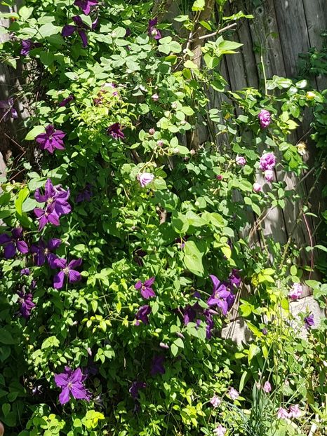  - Clematis