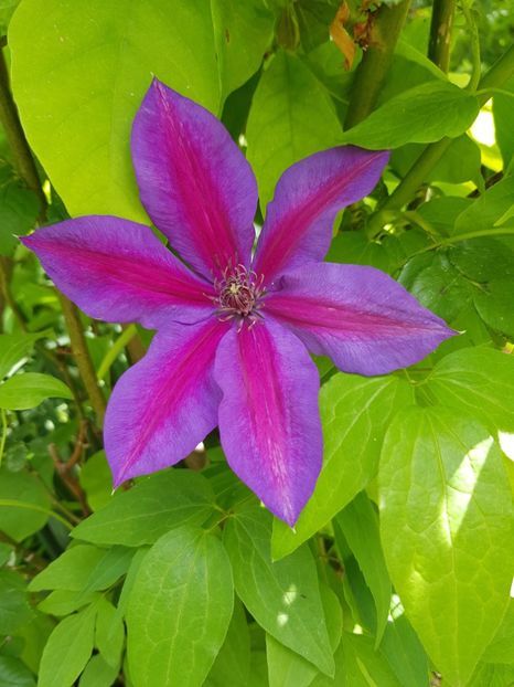  - Clematis