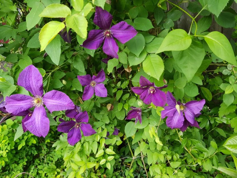  - Clematis