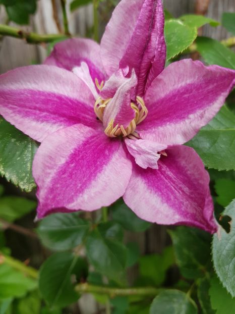  - Clematis