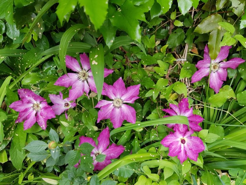  - Clematis