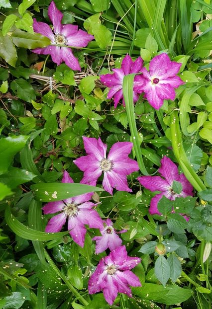  - Clematis