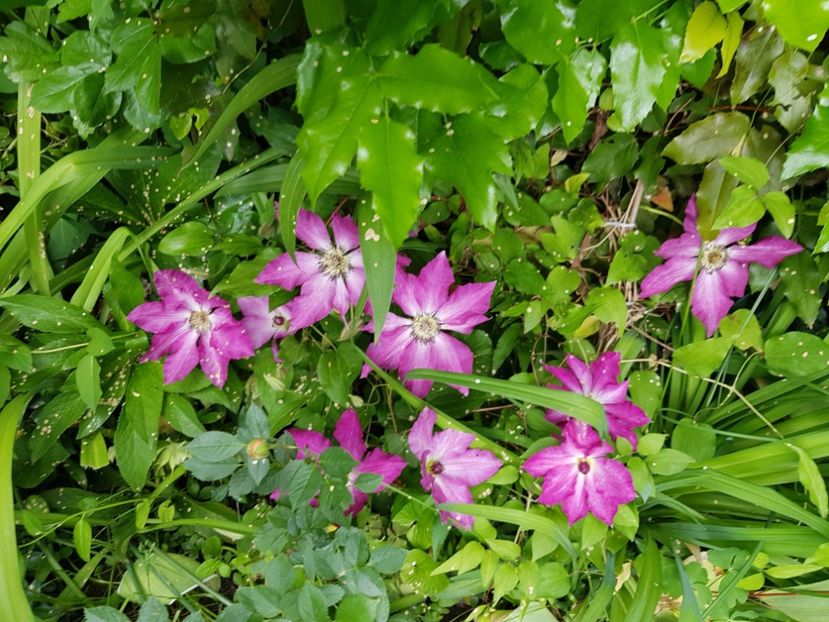  - Clematis